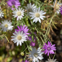 Xeranthemum annum Blumensamen zur Aussaat – Anzucht – Traditionssorte & ohne Gentechnik Samen Hausgarten