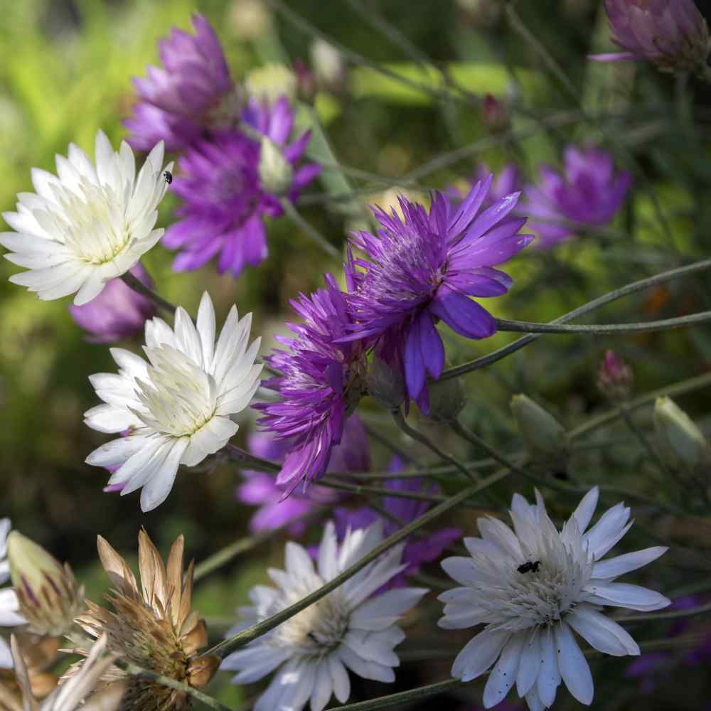 Xeranthemum annum blume samen for anpflanzung - easy to grow, heirloom & gmo free samen for home garten
 
 sale samen for anpflanzung in home garten