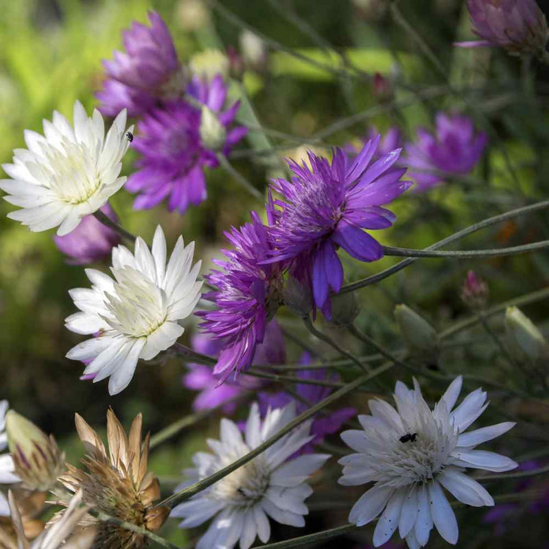 Xeranthemum annum blume samen for anpflanzung - easy to grow, heirloom & gmo free samen for home garten
 
 sale samen for anpflanzung in home garten