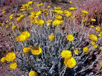 Xeriscape Garten Desert Marigold Samen