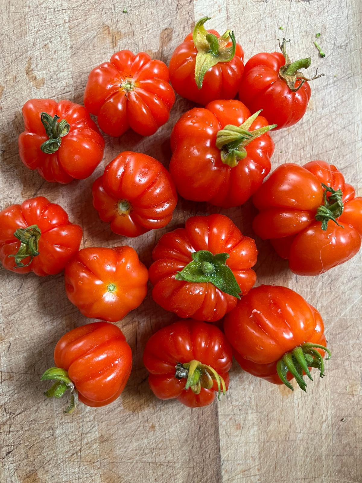 Rot Sicilian Togetta Gemüsesamen - Planting Guide
