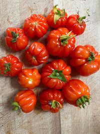 Rot Sicilian Togetta Gemüsesamen - Planting Guide