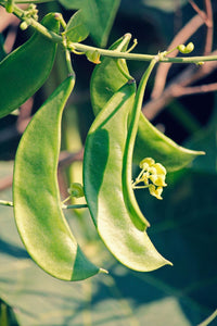 Green Lima Bean Samen for Gemüse Planting