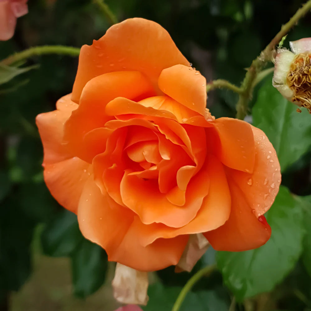 Orange kletternd Rose Blumensamen zur Aussaat Bestäuber freundlich Traditionssorte & ohne Gentechnik Samen Hausgarten