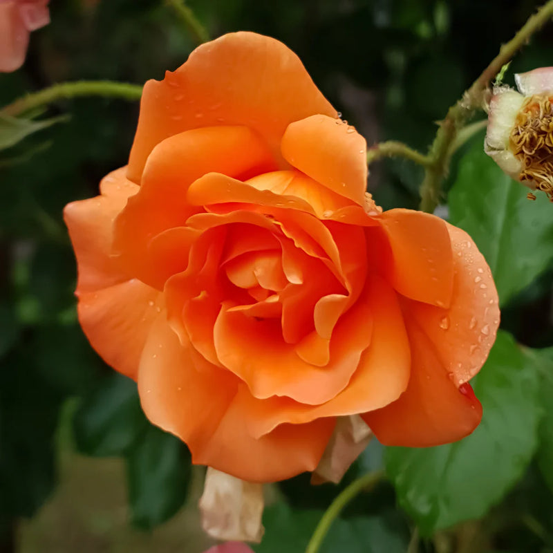 Orange kletternd Rose Blumensamen zur Aussaat Bestäuber freundlich Traditionssorte & ohne Gentechnik Samen Hausgarten