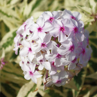 Weiß-Rosa Nora Leigh Blumensamen zur Aussaat – lang Blüte Saison – Traditionssorte & ohne Gentechnik Samen Hausgarten