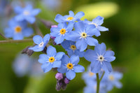 Alpine Vergissmeinnicht Blumensamen zur Aussaat – lang Blüte Saison – Traditionssorte & ohne Gentechnik Samen Hausgarten