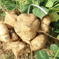 Pachyrhizus erosus yam bean pflanzen wachsend in urban garten gemüse patch