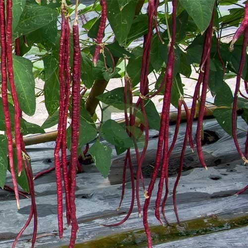 Maroon Yardlong Bean Samen zum Pflanzen
