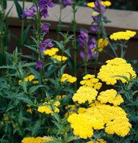 Yarrow blume close-up – bright gelb petal clusters