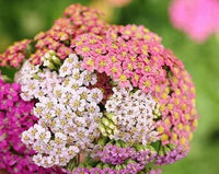 Yarrow Samen Germinating in Sunny Garten Soil