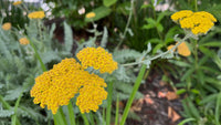 Yarrow anpflanzung guide – how to grow bright gelb yarrow samen