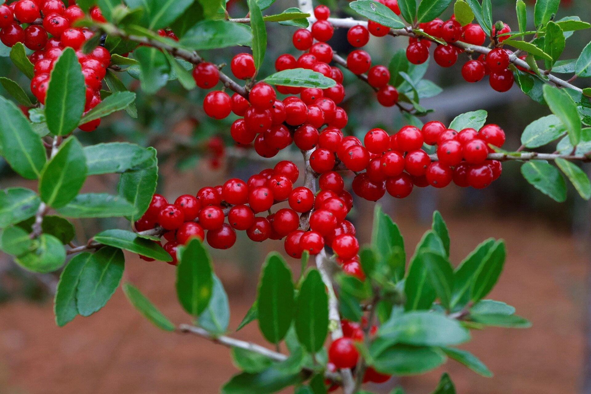 Yaupon Blumensamen zur Aussaat Anzucht Traditionssorte & ohne Gentechnik Samen Hausgarten