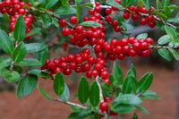 Yaupon Blumensamen zur Aussaat Anzucht Traditionssorte & ohne Gentechnik Samen Hausgarten