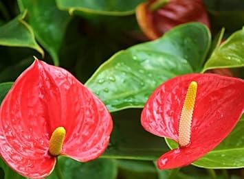 Year-round blooming rot anthurium blumen