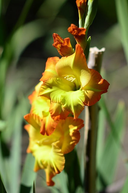 Gladiole Gelb Orange Blumensamen zur Aussaat – Schnitt Blume beliebt – Traditionssorte & ohne Gentechnik Samen Hausgarten