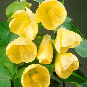 Gelb abutilon striatum blume samen for anpflanzung