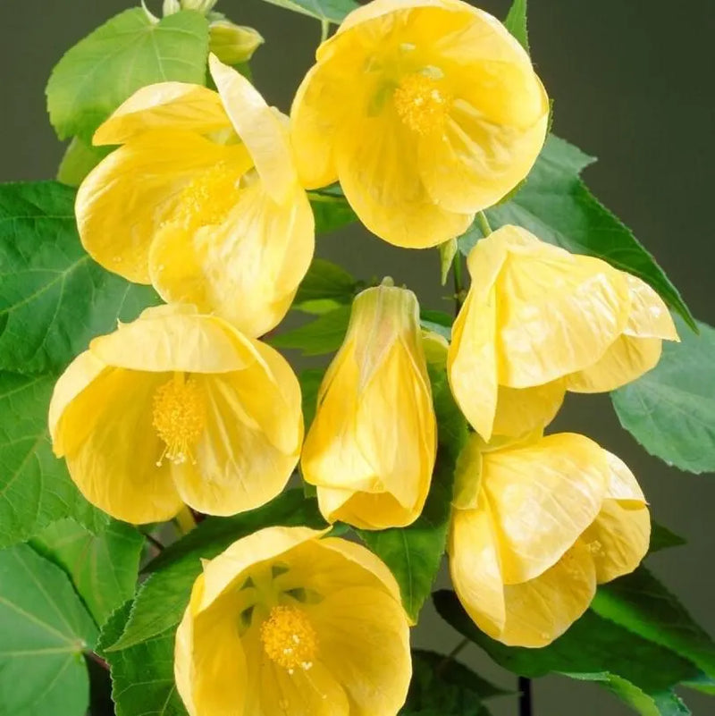 Gelb abutilon striatum blume samen for anpflanzung