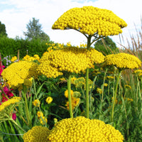 Gelb achillea blume samen for anpflanzung