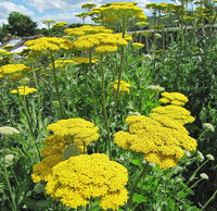 Gelb achillea flowering shrub closeup