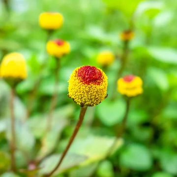 Gelb acmella oleracea samen for anpflanzung in gardens