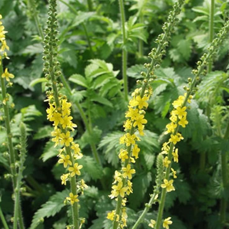 Yellow Agrimony wildflowers grown from Samen in meadow Garten