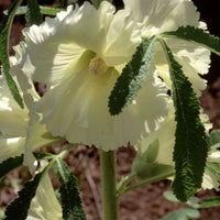 Gelb alcea ficifolia blume samen for anpflanzung