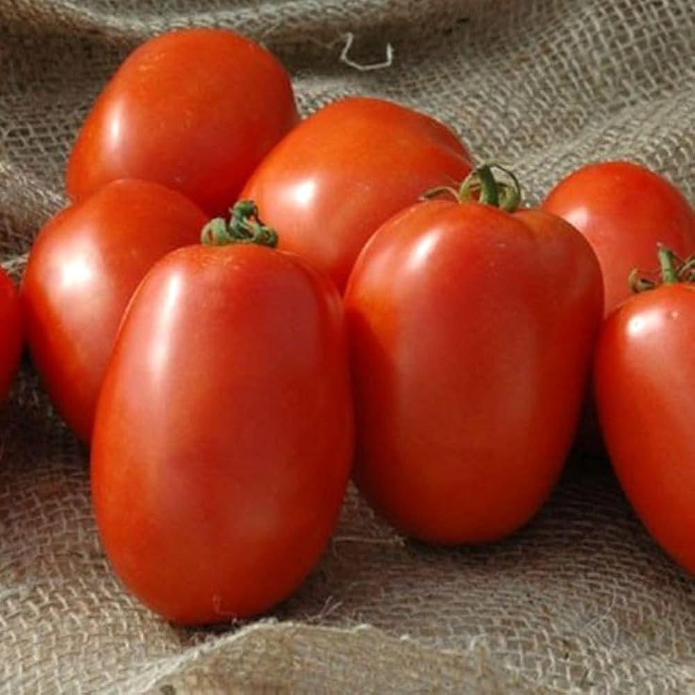 Gelbe amish traditionelle tomatoes wachsend on pflanze