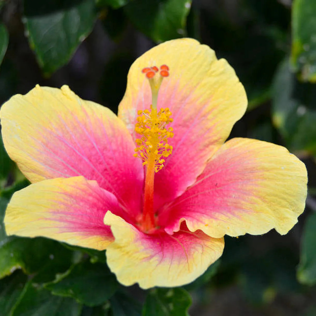 Gelb Rosa Hibiskus Blumensamen zur Aussaat Anzucht Traditionssorte & ohne Gentechnik Samen Hausgarten