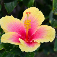 Gelb Rosa Hibiskus Blumensamen zur Aussaat Anzucht Traditionssorte & ohne Gentechnik Samen Hausgarten