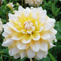 Gelb and weiß dahlia blume samen for anpflanzung