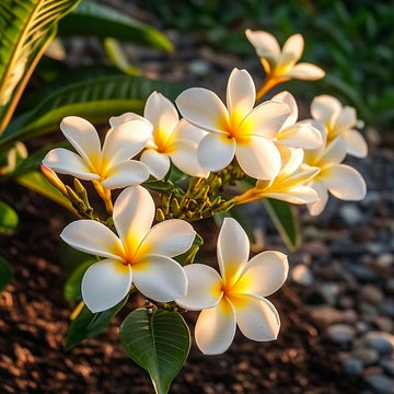 Gelb and weiß egg blume samen for anpflanzung