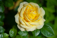 Gelb and weiß rose samen for anpflanzung