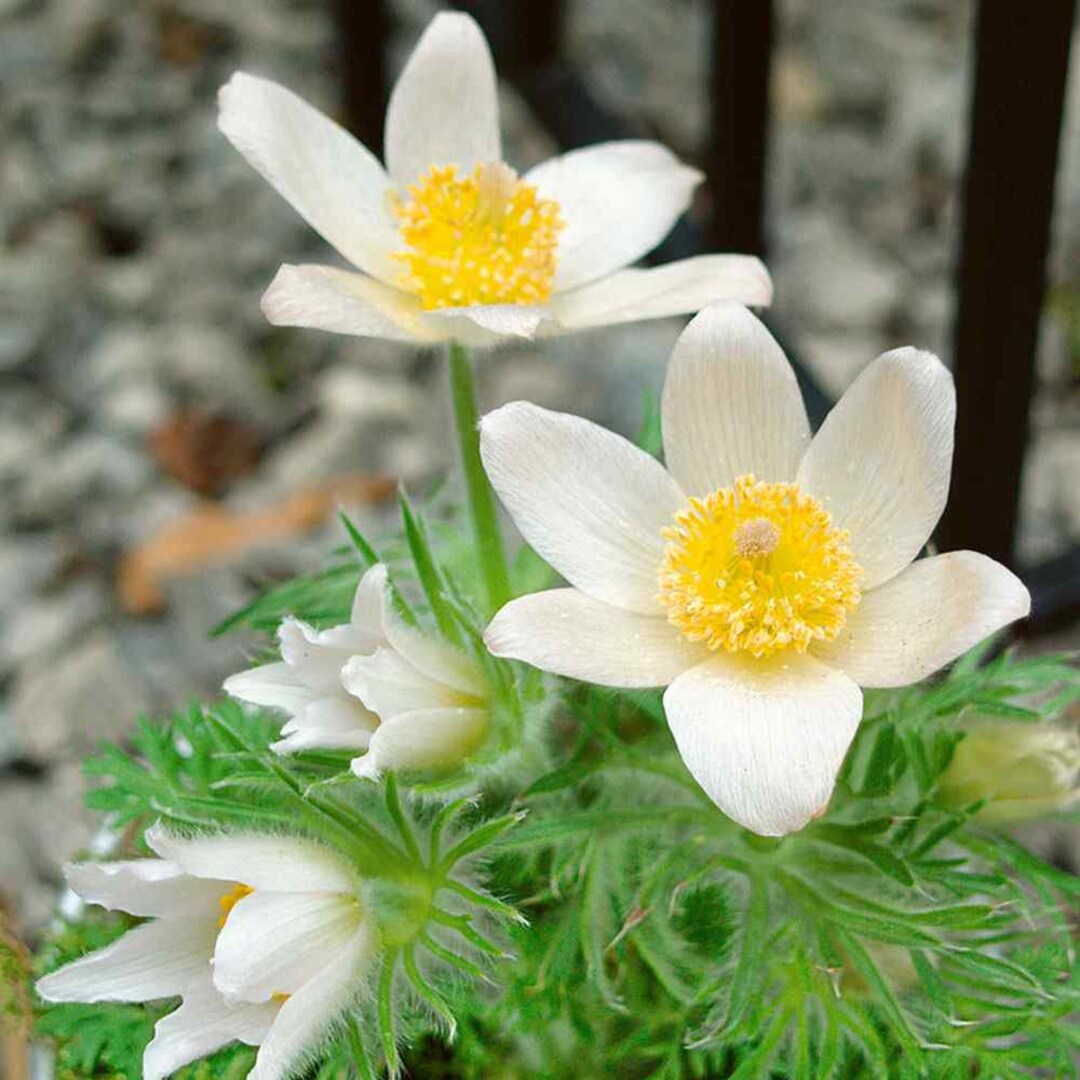 Gelb anemone pulsatilla in garten bed