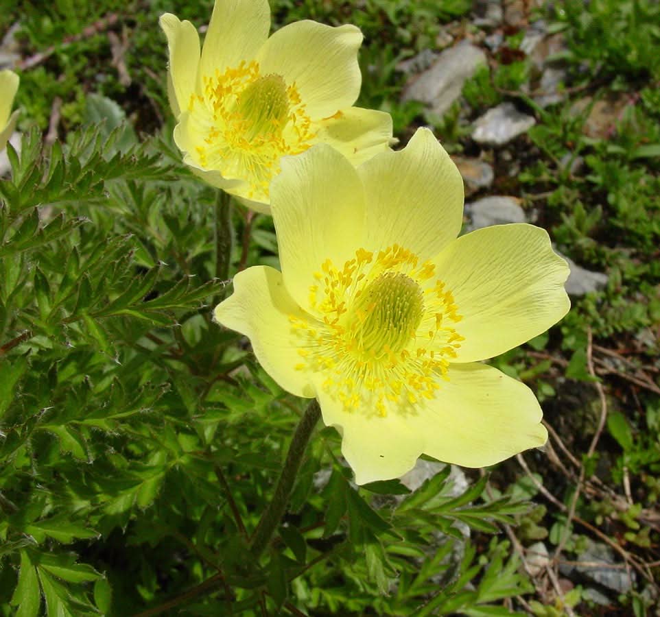 Gelb anemone pulsatilla blume samen for anpflanzung