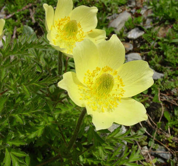Gelb anemone pulsatilla blume samen for anpflanzung