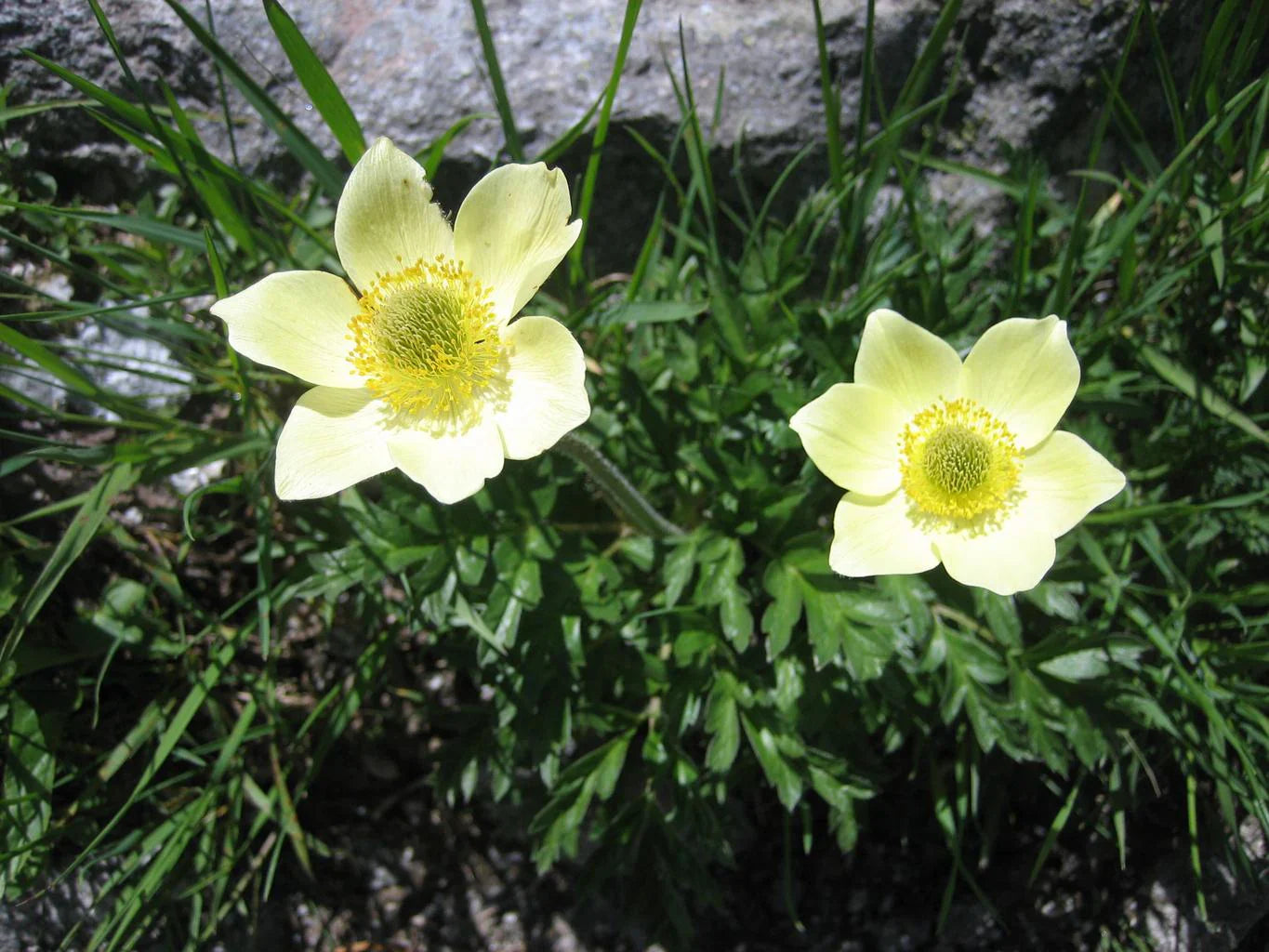 Gelb anemone pulsatilla blume samen for anpflanzung