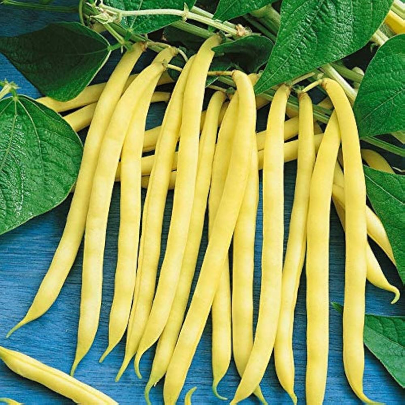 Gelbe arikara bean samen für aussaat