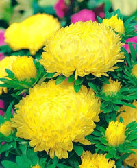 Gelb aster callistephus samen for anpflanzung