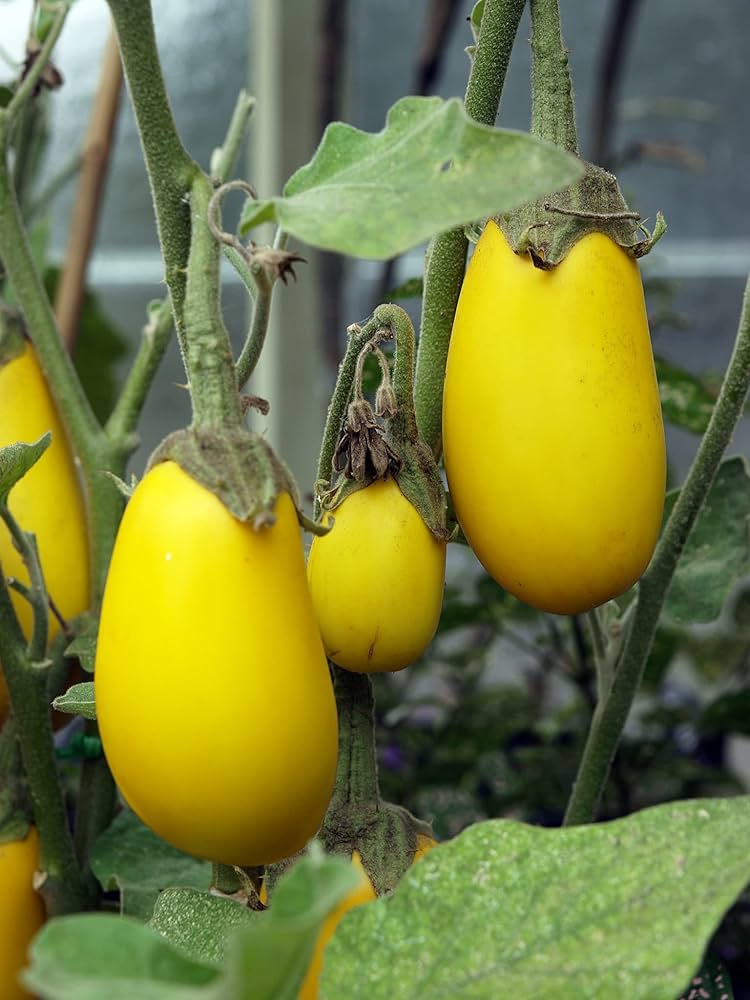 Gelbe aubergine samen für aussaat in home gardens