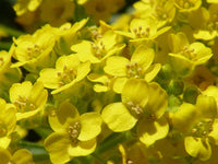 Gelb aurinia saxatilis blume samen for anpflanzung