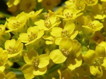 Gelb aurinia saxatilis blume samen for anpflanzung