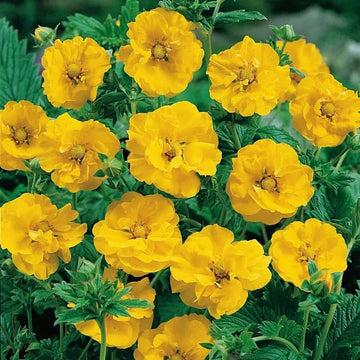 Gelb avens sunrise blume samen for anpflanzung – bright garten blooms