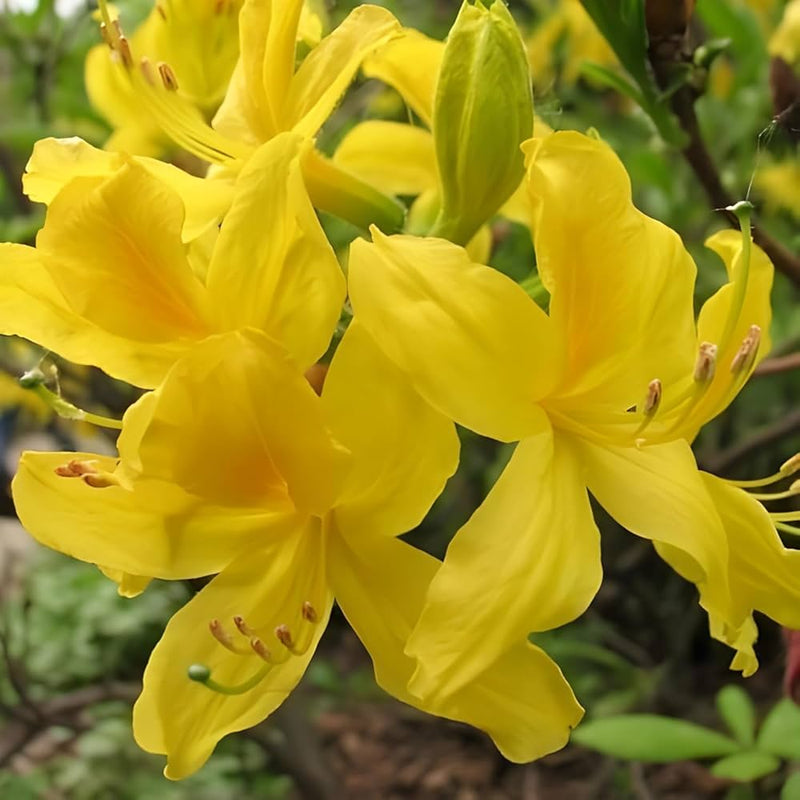 Gelb azalea blume samen for anpflanzung