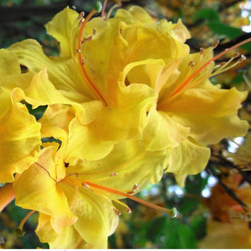 Gelb azalea blume samen for anpflanzung