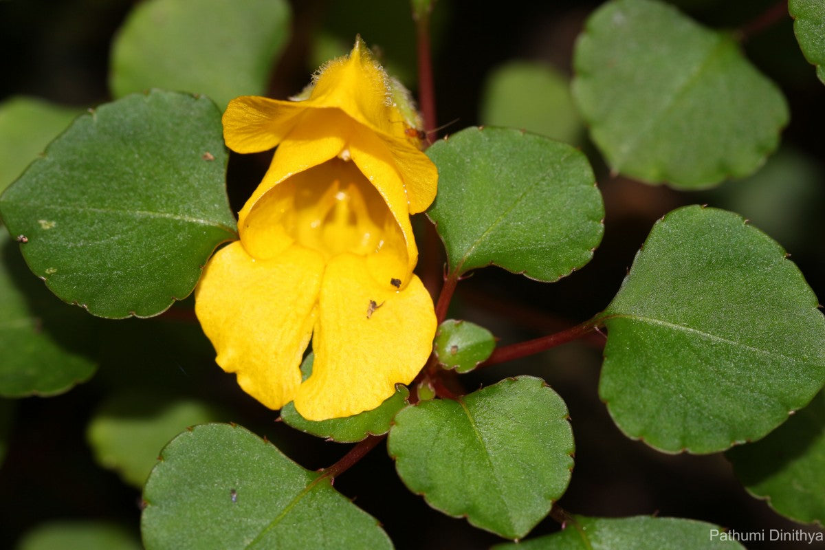Gelb balsam blume samen for anpflanzung
