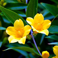 Gelb balsamine blume samen