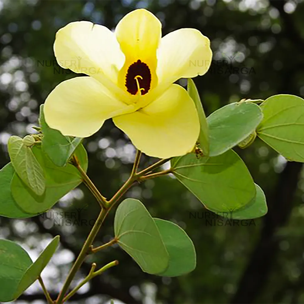 Gelb bauhinia blume samen for anpflanzung