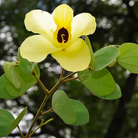 Gelb bauhinia blume samen for anpflanzung