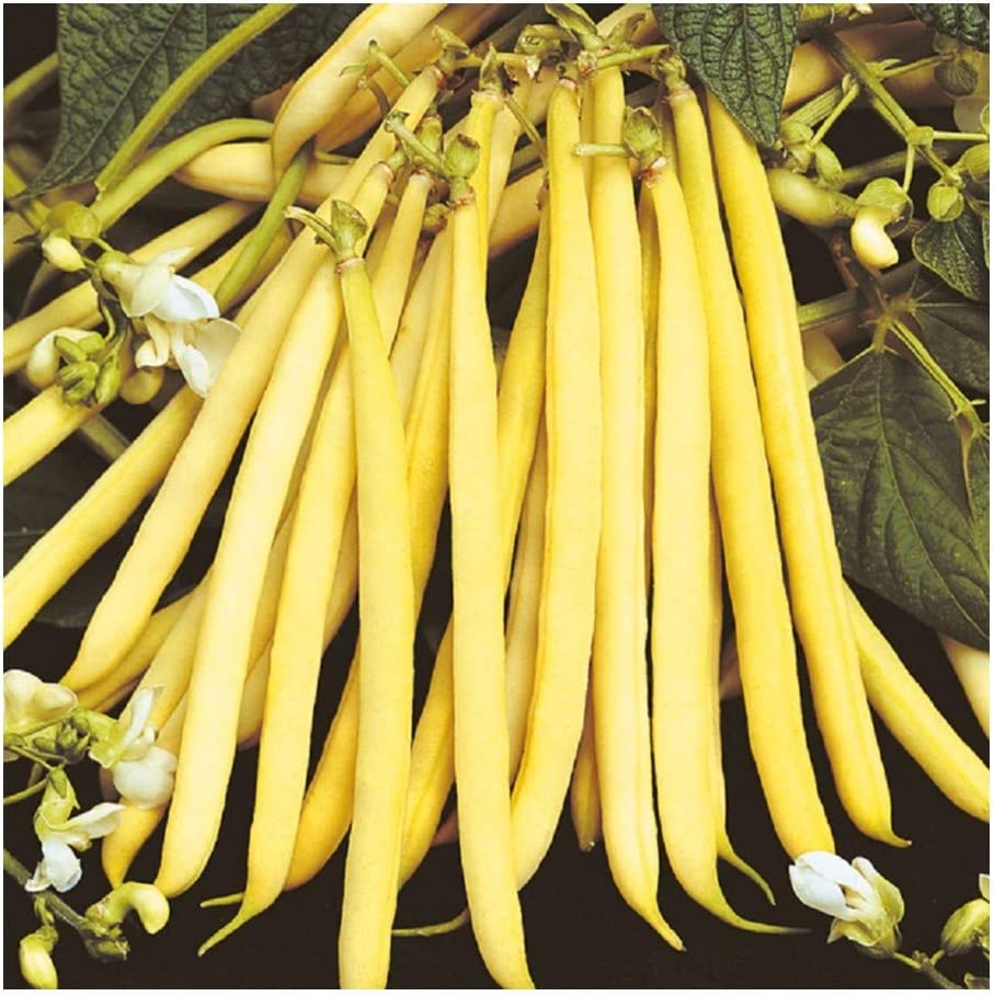 Gelbe bean samen für productive garten harvest